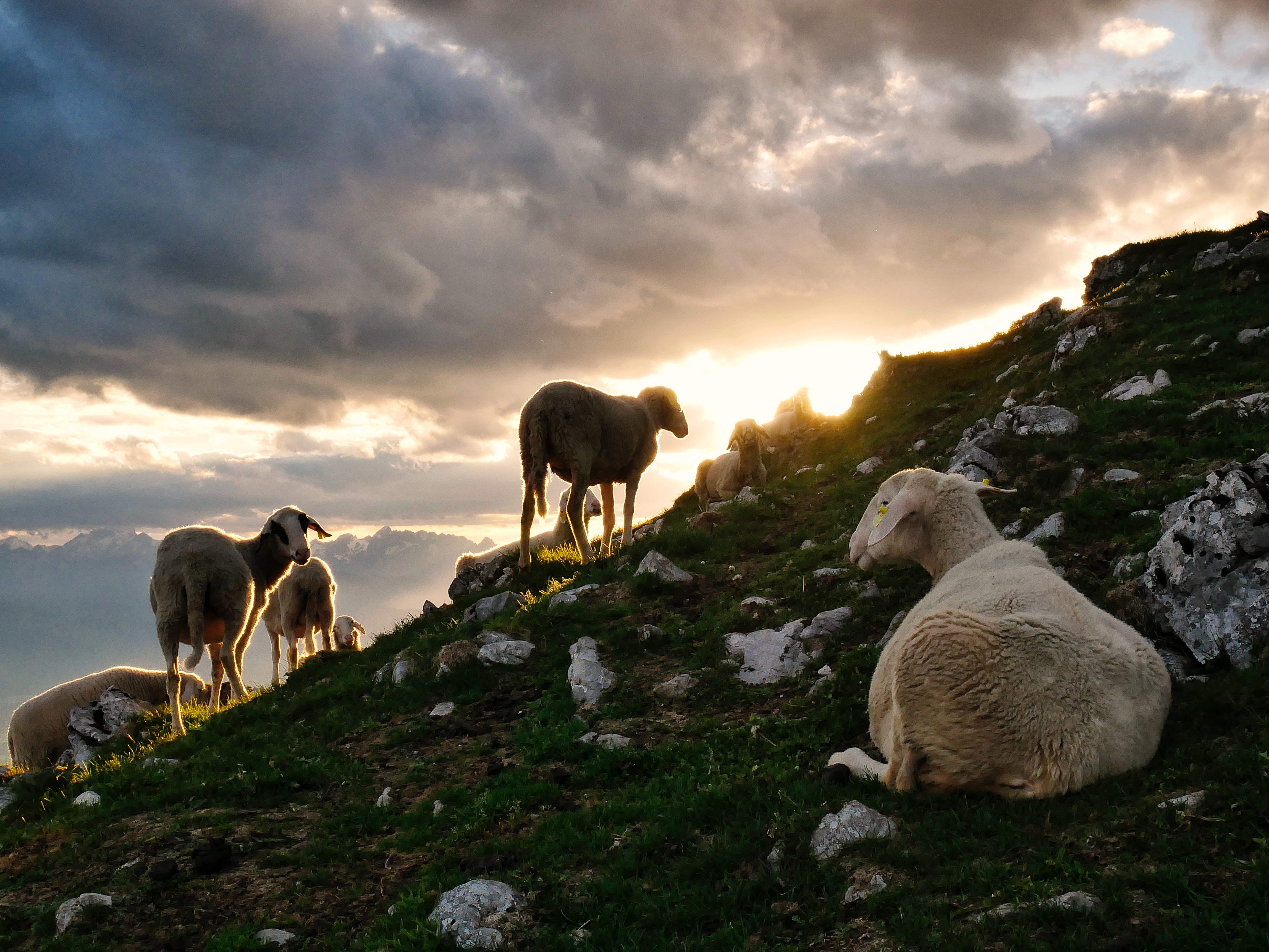 sheep on mountain